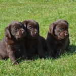 Chiots Labrador