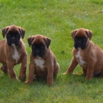 chiot boxer LOF élevage d'arguiller d'anjou