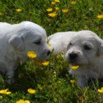 chiots golden retriever LOF élevage arguiller anjou