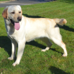 femelle labrador LOF adulte élevage arguiller anjou