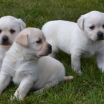 chiots labrador LOF élevage arguiller anjou