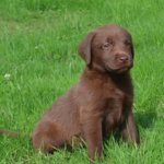 chiot labrador chocolat LOF élevage arguiller anjou