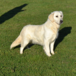 femelle golden retriever LOF elevage d'Arguiller d'Anjou