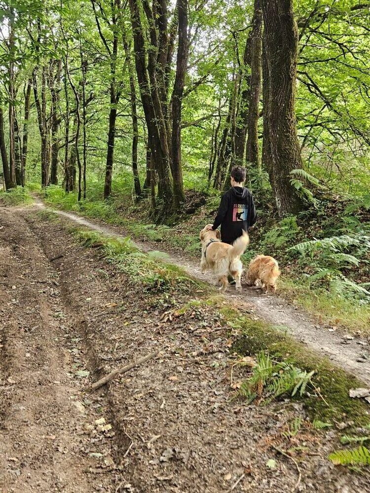 garçon avec 2 chiens