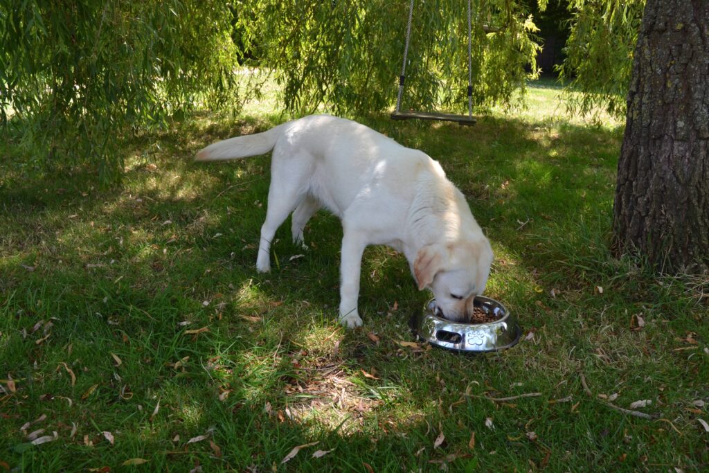 Chien qui mange des croquettes Arguiller