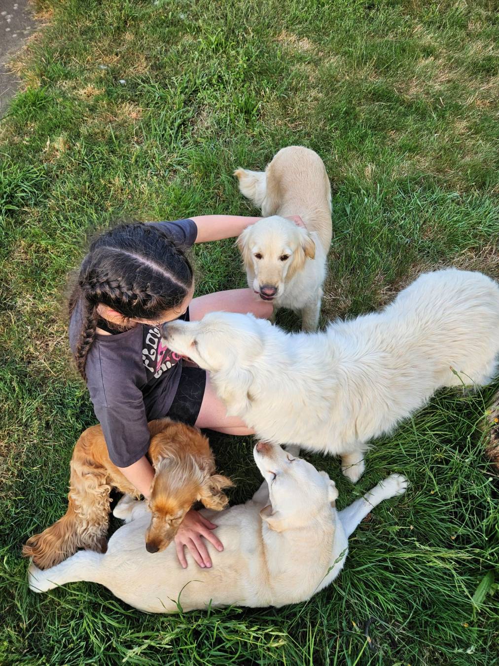 Equipe avec des golden retriever