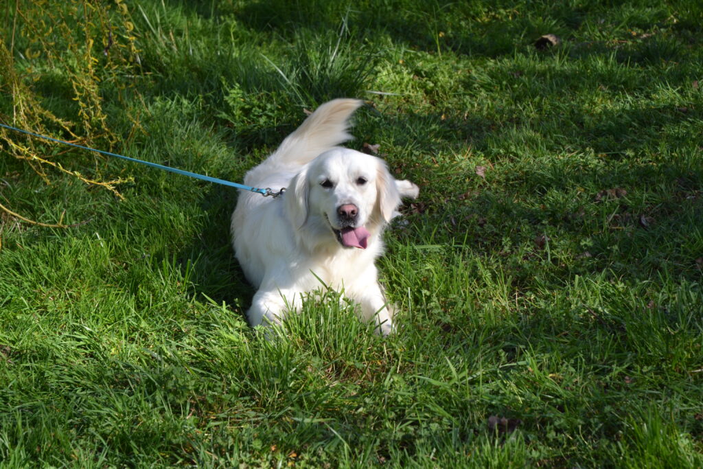 femelle golden retriever